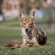 Illustration for article titled How Cities Are Adapting to More Coyotes, Cougars and Urban Wildlife